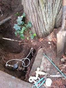 Read more about the article Never plant a new tree above a water line